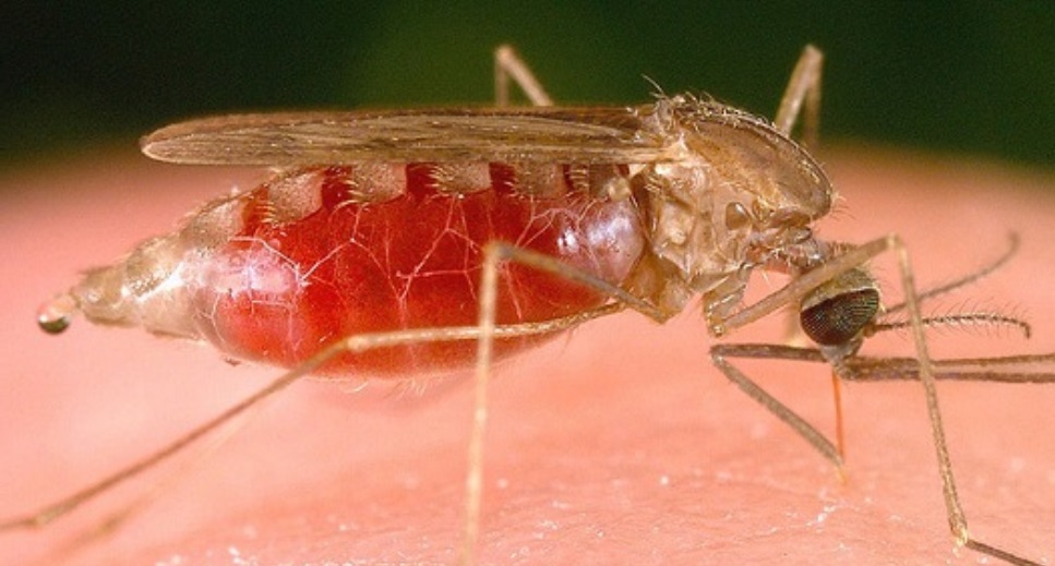 How to prevent malaria